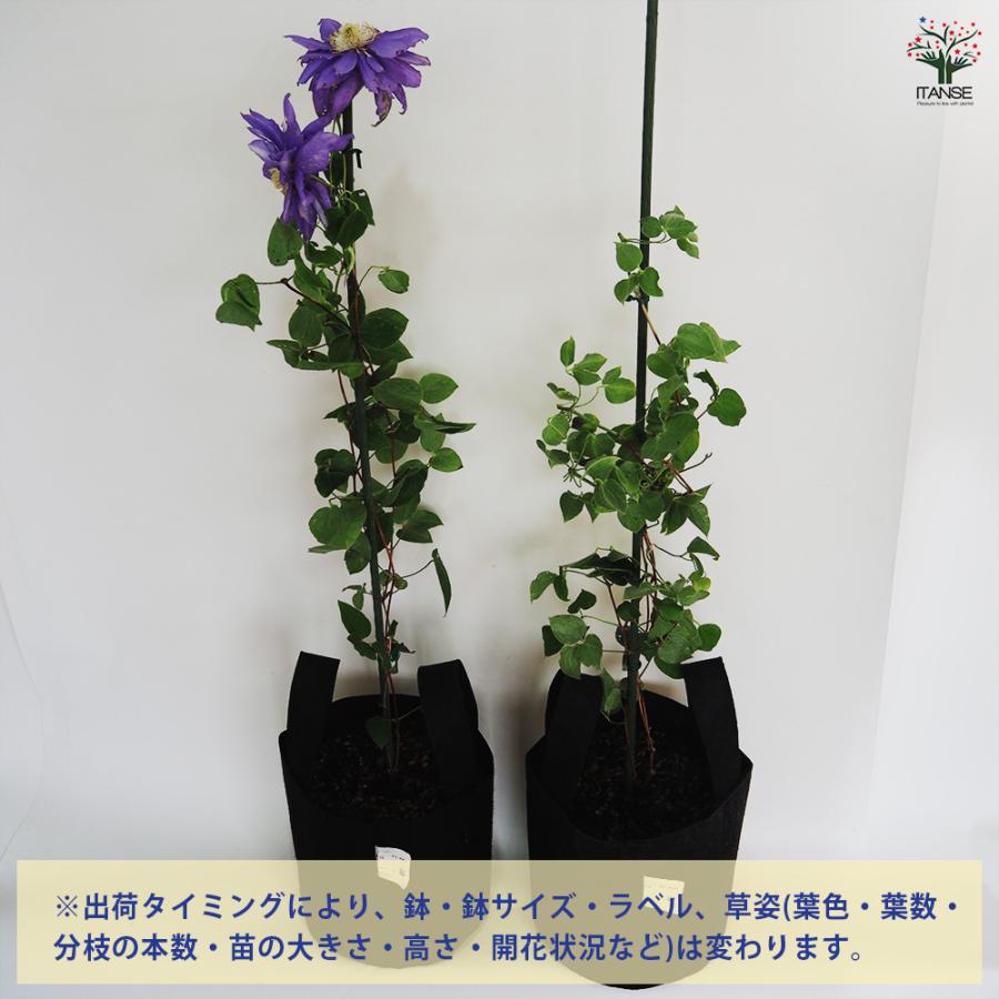クレマチス 双雲 フェルトポット 花苗 /1個売り 花の苗 花木の苗 花木