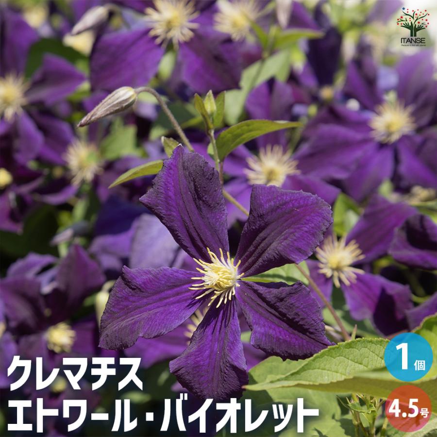 クレマチス エトワール バイオレット 花苗 4.5号/1個売り 花の苗 花木