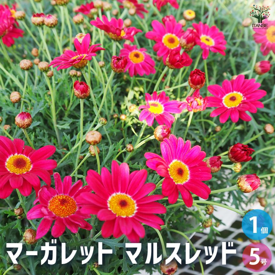 マーガレット マルスレッド 花苗 5号/1個売り スイーツ アネモネ咲き