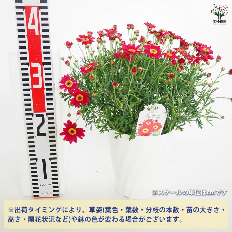 マーガレット マルスレッド 花苗 5号/1個売り スイーツ アネモネ咲き