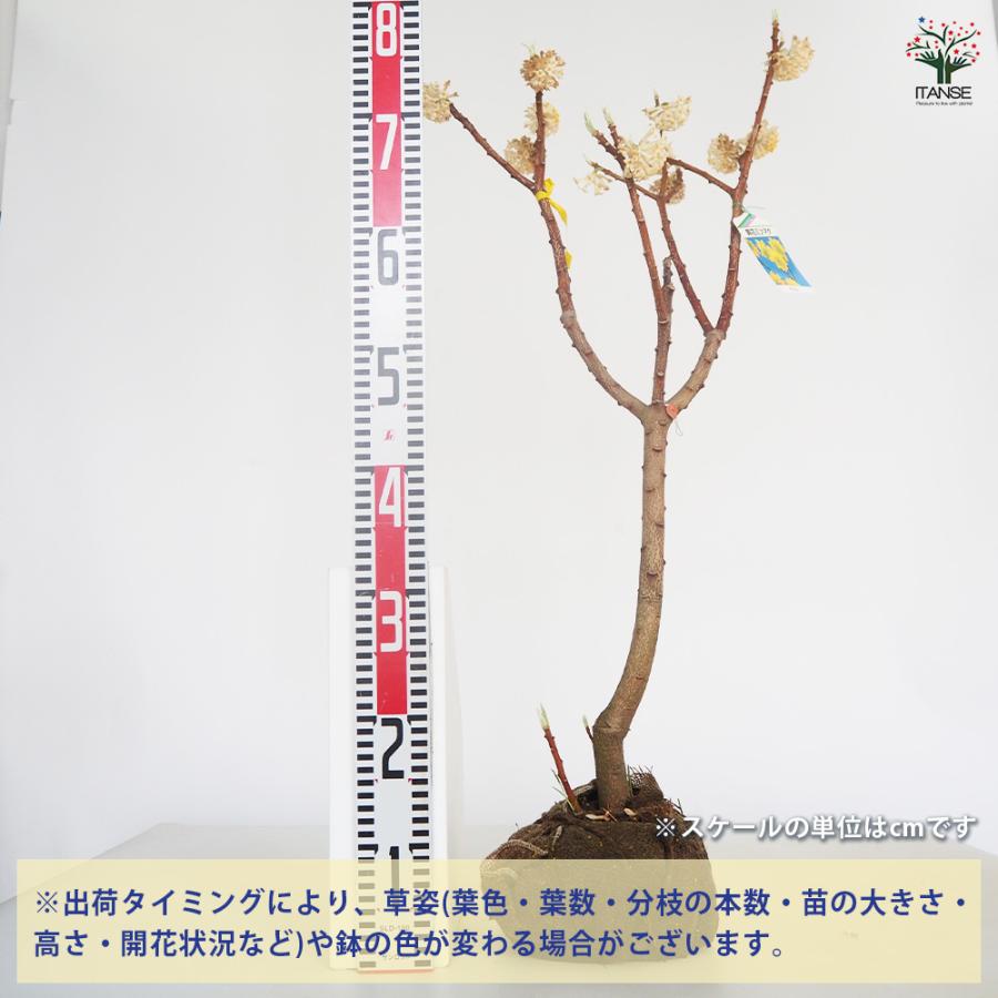 中国ミツマタ 黄花 根巻き 花木苗 なし/1個売り 花木 大輪 中国ミツマタ 黄花 根巻き 花木苗 なし/1個売り 花木 大輪