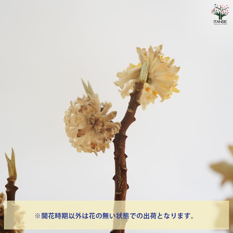 中国ミツマタ 黄花 根巻き 花木苗 なし/1個売り 花木 大輪 中国ミツマタ 黄花 根巻き 花木苗 なし/1個売り 花木 大輪