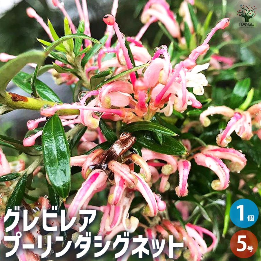 グレビレア プーリンダシグネット 花木苗 5号/1個売り グレビレアの