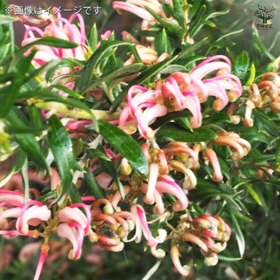 グレビレア プーリンダシグネット 花木苗 5号/1個売り グレビレアの