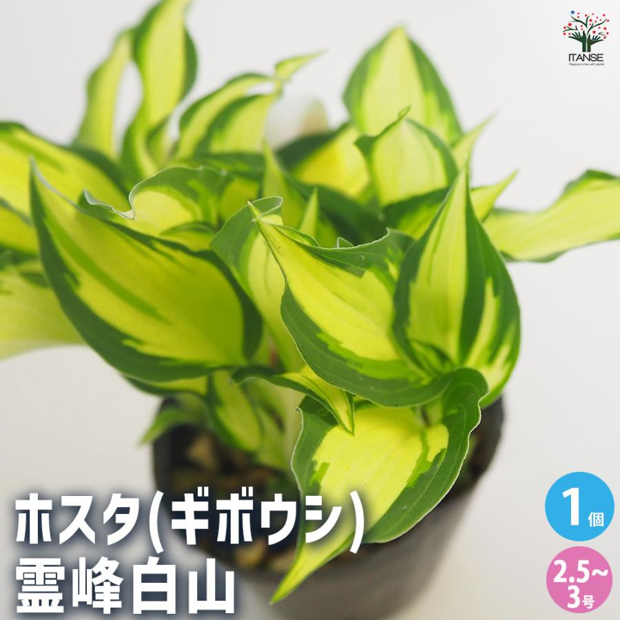 ホスタ(ギボウシ) 霊峰白山 花苗 2.5〜3号/1個売り 宿根草 庭園 草花