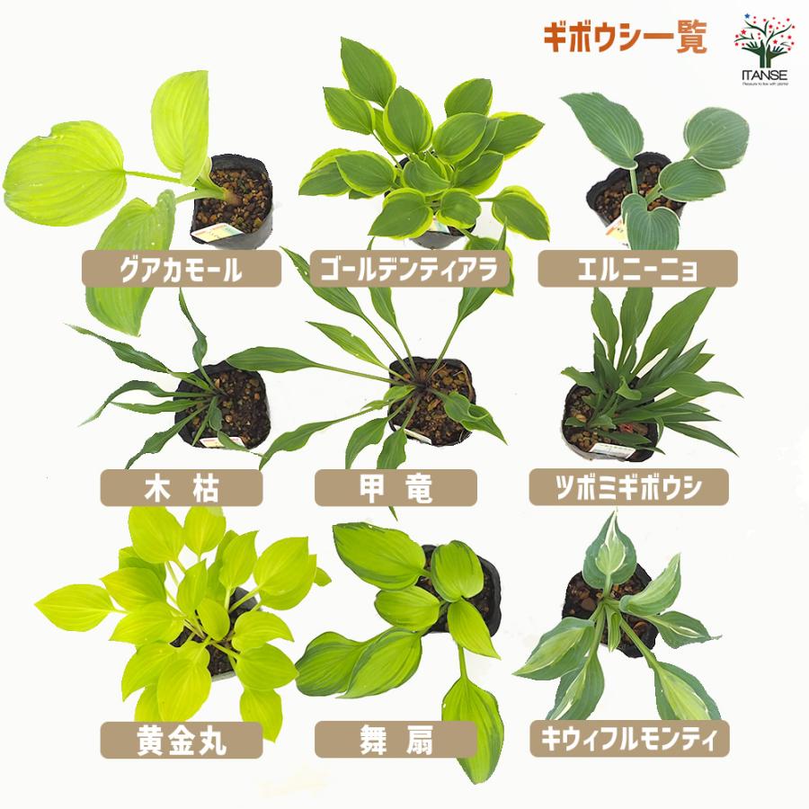 ホスタ(ギボウシ) 霊峰白山 花苗 2.5〜3号/1個売り 宿根草 庭園 草花