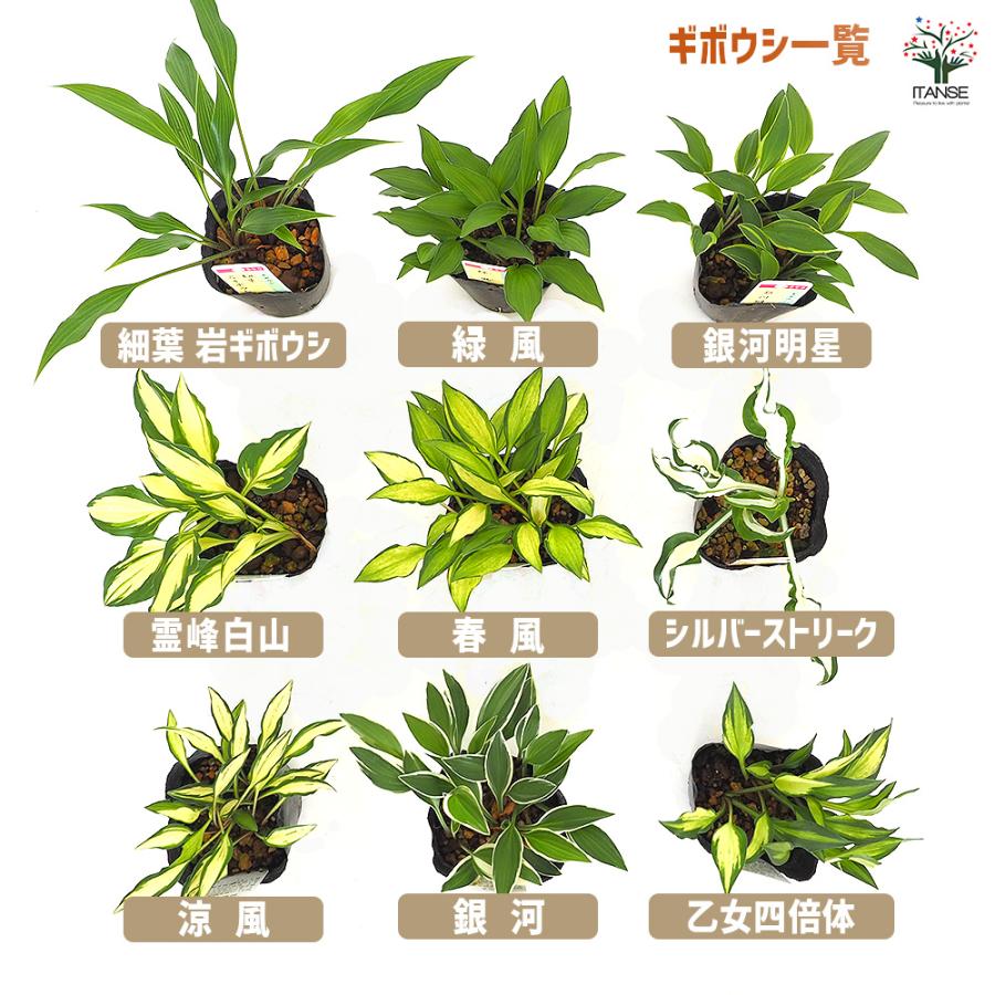 ホスタ(ギボウシ) 霊峰白山 花苗 2.5〜3号/1個売り 宿根草 庭園 草花