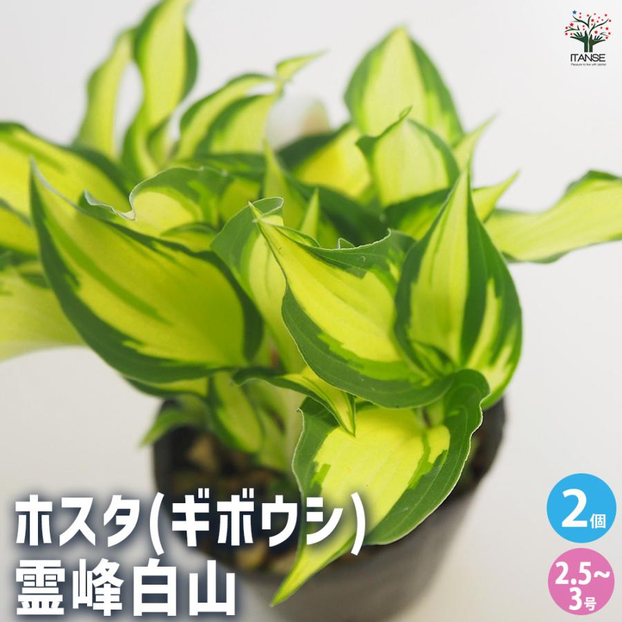 ホスタ(ギボウシ) 霊峰白山 花苗 2.5〜3号/お買い得2個セット 宿根草