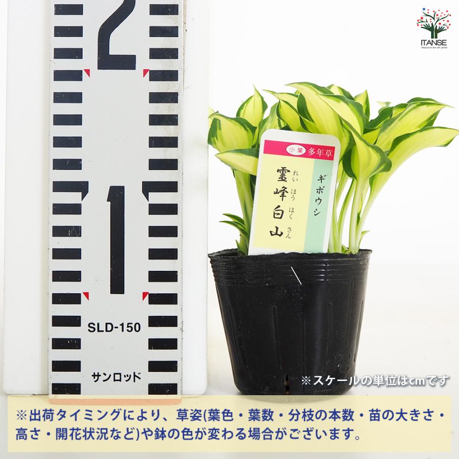 ホスタ(ギボウシ) 霊峰白山 花苗 2.5〜3号/お買い得2個セット 宿根草
