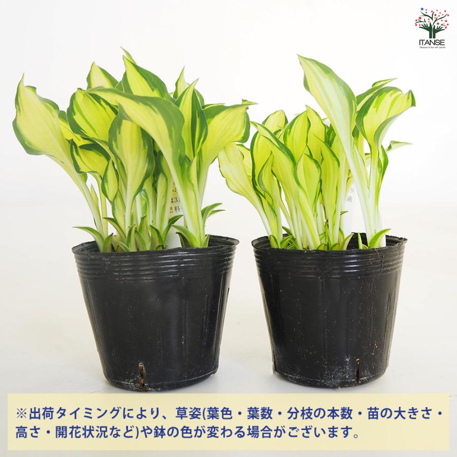 ホスタ(ギボウシ) 霊峰白山 花苗 2.5〜3号/お買い得2個セット 宿根草