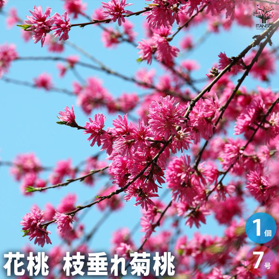 花桃の苗木 枝垂れ菊桃 花木苗 7号/1個売り モモ苗 モモの苗 もも苗 も