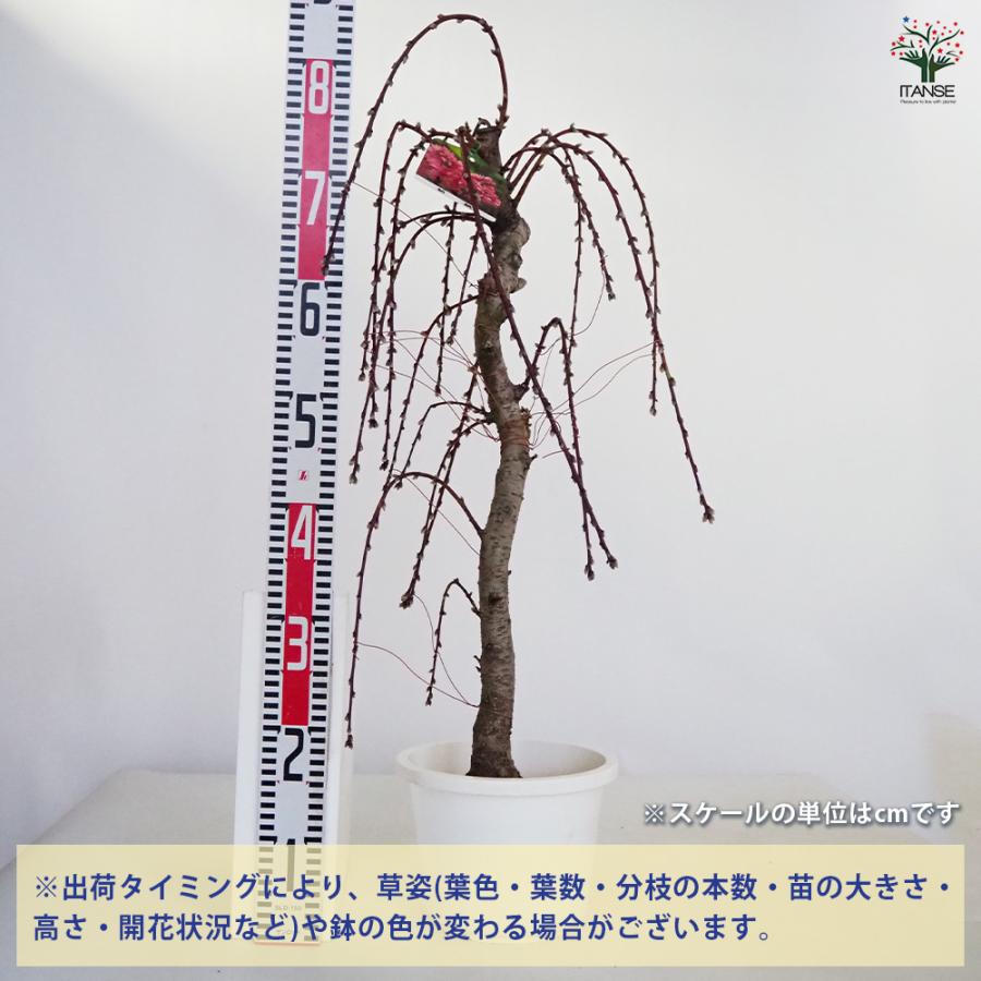 花桃の苗木 枝垂れ菊桃 花木苗 7号/1個売り モモ苗 モモの苗 もも苗 も