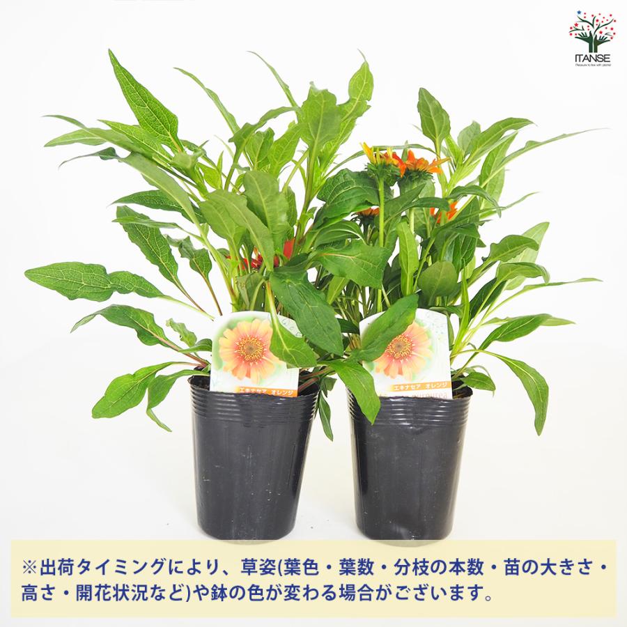 エキナセア ポリネーション オレンジ 花苗 3.5号/お買い得4個