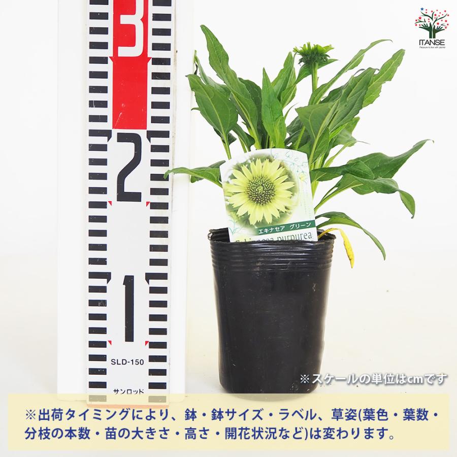 エキナセア プレーリーブレイズグリーン 花苗 3.5号/お買い得2個セット