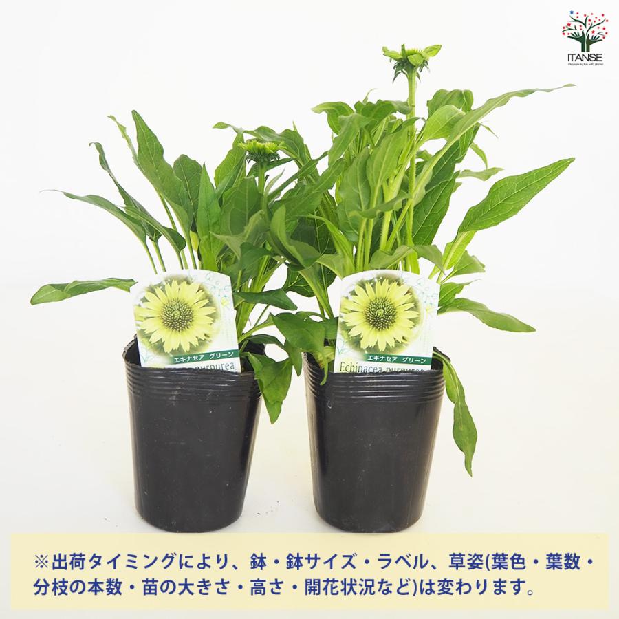 エキナセア プレーリーブレイズグリーン 花苗 3.5号/お買い得2個セット