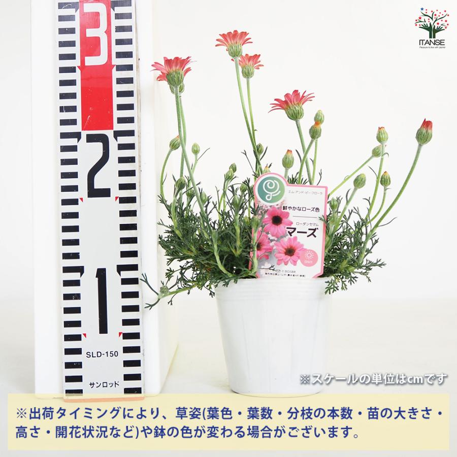 ローダンセマム マーズ 花苗 3.5号/1個売り 花の苗 多年草 観賞用 花壇