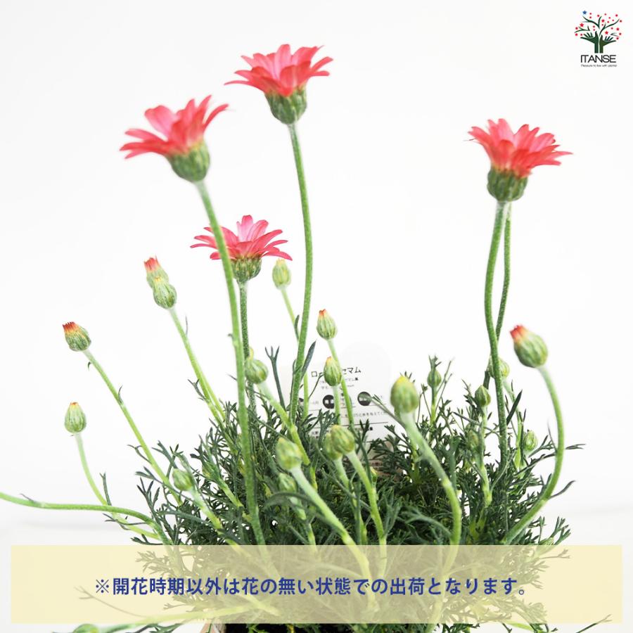 ローダンセマム マーズ 花苗 3.5号/1個売り 花の苗 多年草 観賞用 花壇
