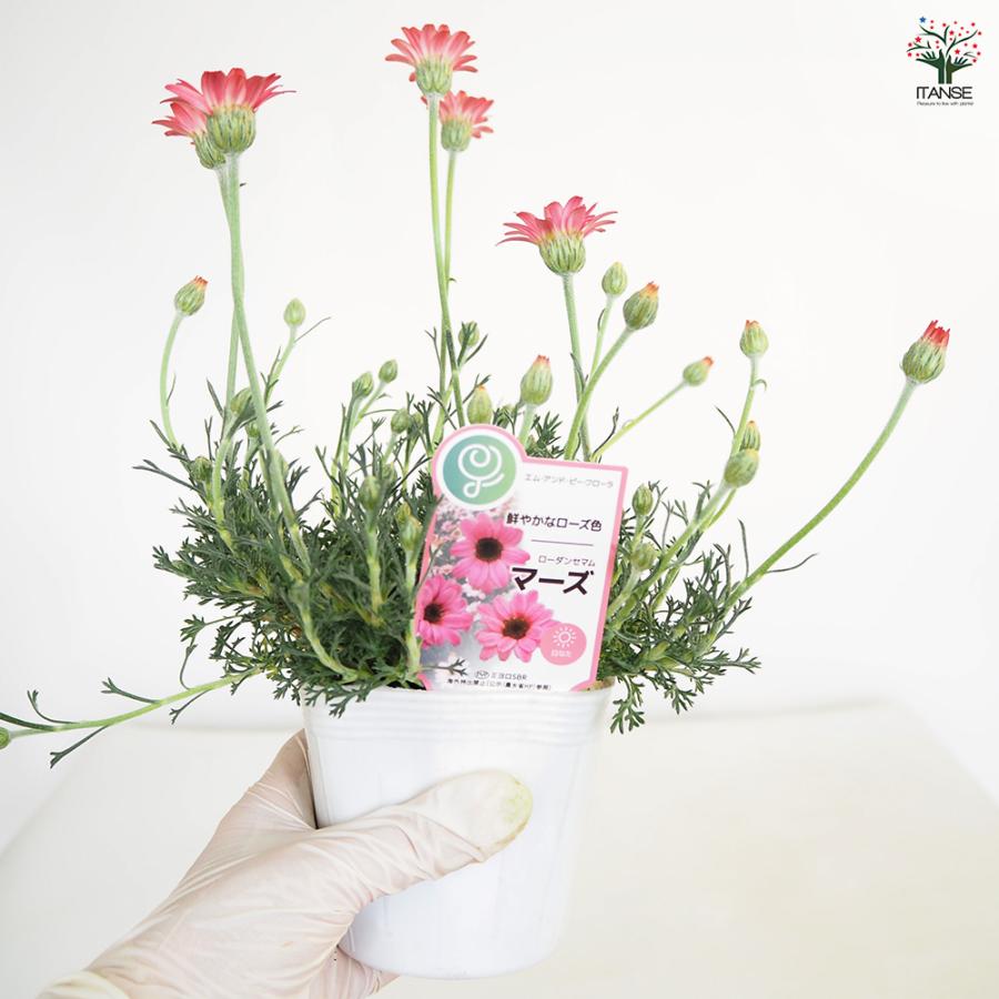 ローダンセマム マーズ 花苗 3.5号/1個売り 花の苗 多年草 観賞用 花壇