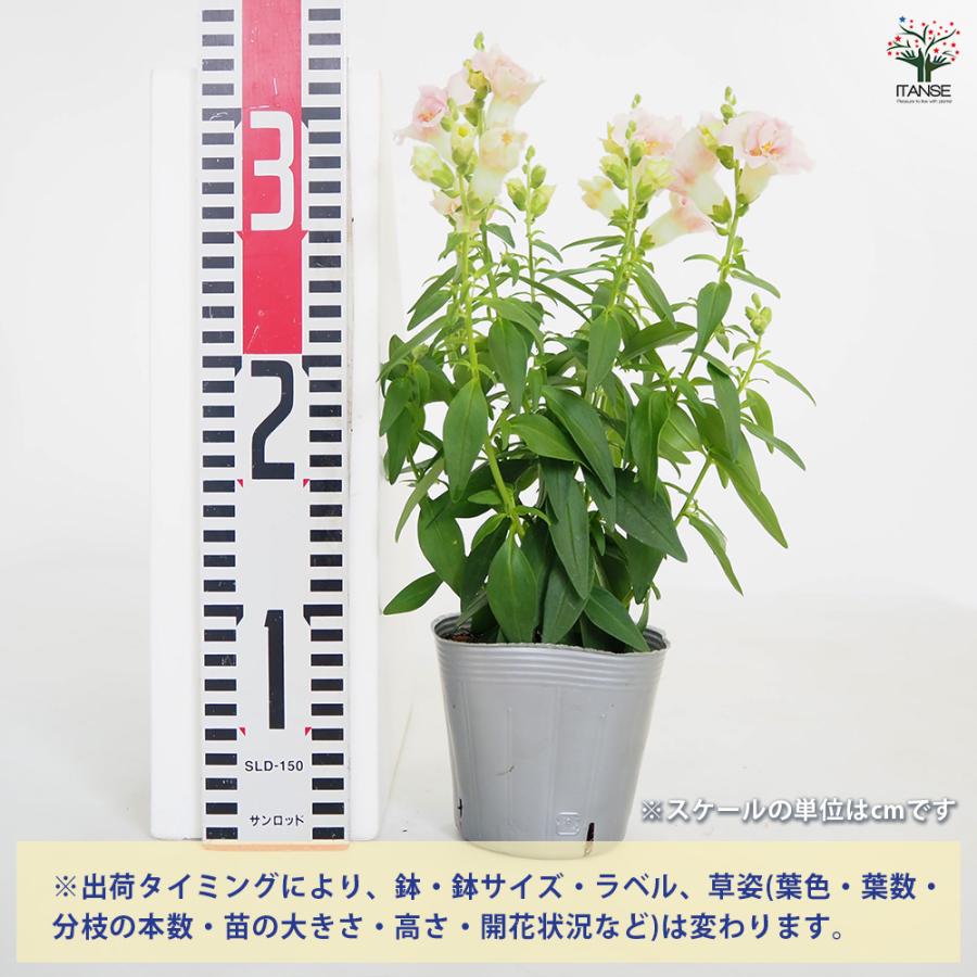 キンギョソウ(金魚草) トゥイニー色MIX 花苗 3.5号/お買い得2個セット