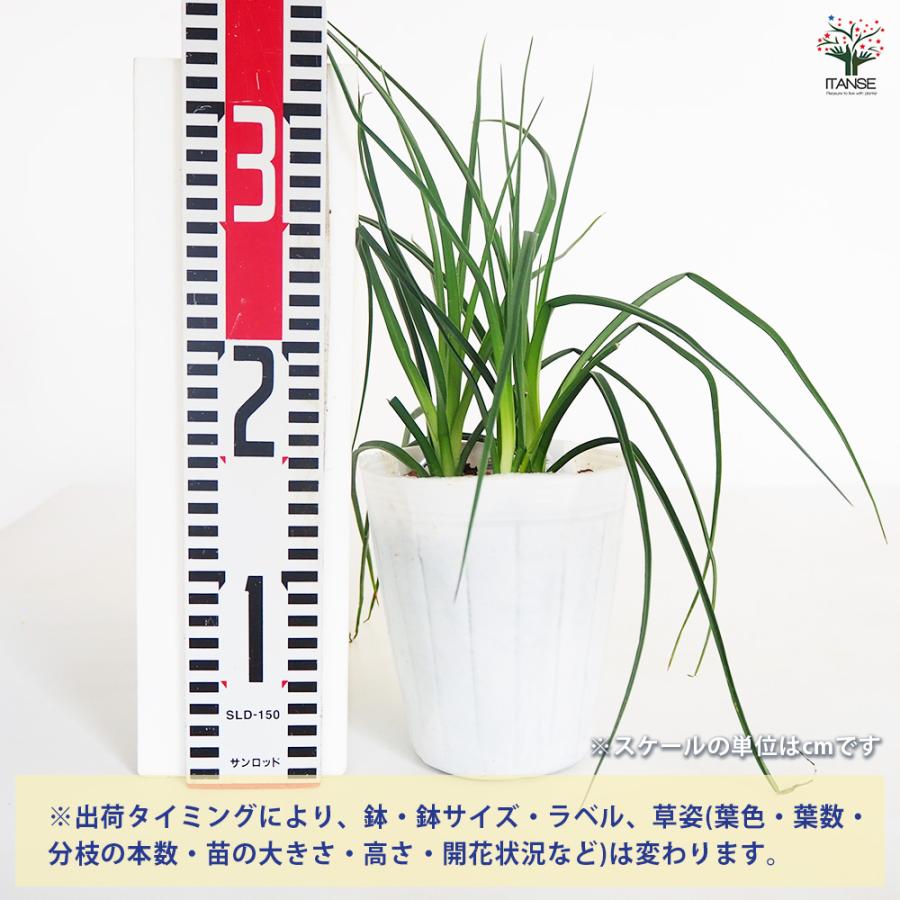 クニフォフィア(トリトマ) ポコイエロー 花苗 4.5号/お買い得2個セット