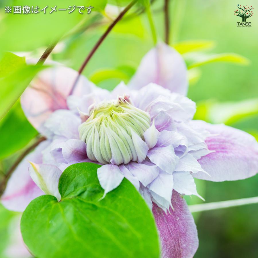 クレマチス 水面の妖精 花苗 4号/1個売り 花の苗 花木の苗 花木 風車