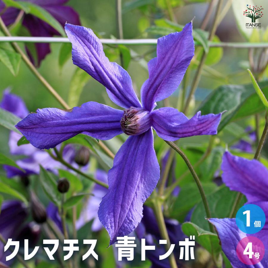 クレマチス 青トンボ 花苗 4号/1個売り 花の苗 花木の苗 花木 風車