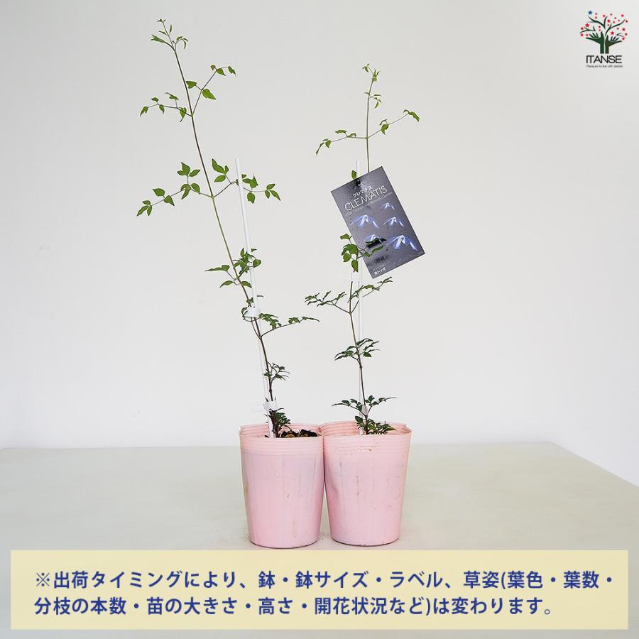 クレマチス 青トンボ 花苗 4号/1個売り 花の苗 花木の苗 花木 風車