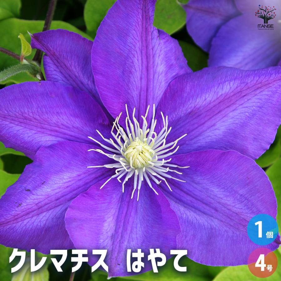 クレマチス はやて 花苗 4号/1個売り 花の苗 花木の苗 花木 風車