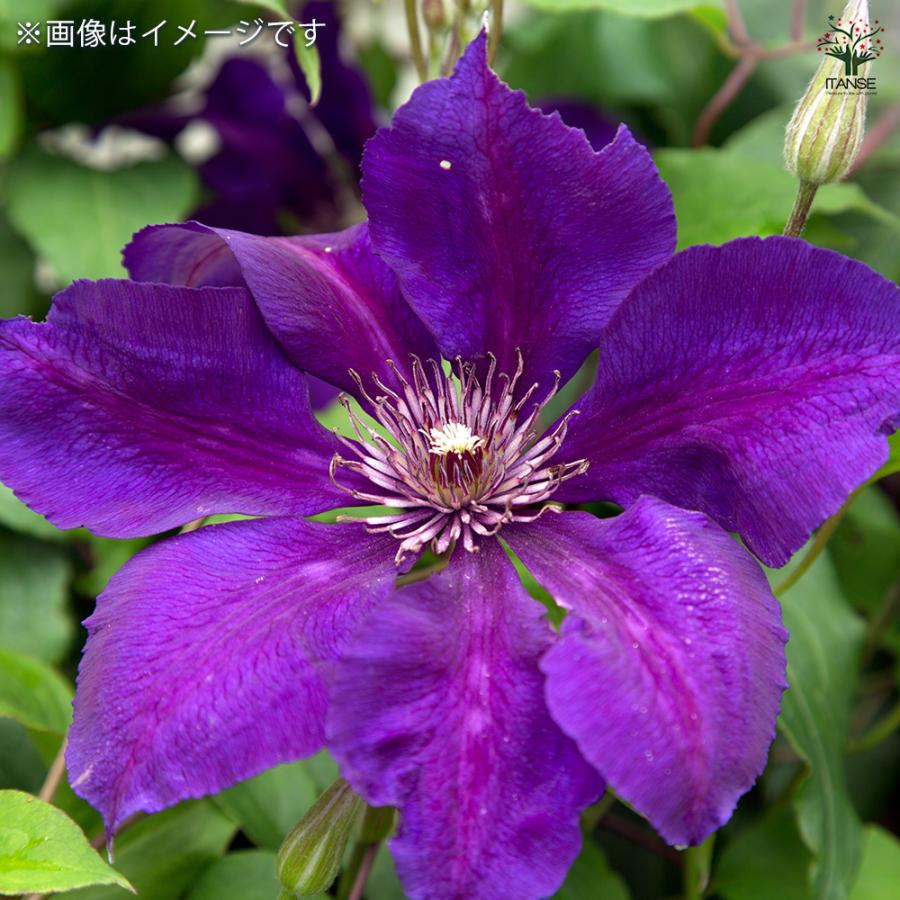 クレマチス はやて 花苗 4号/1個売り 花の苗 花木の苗 花木 風車