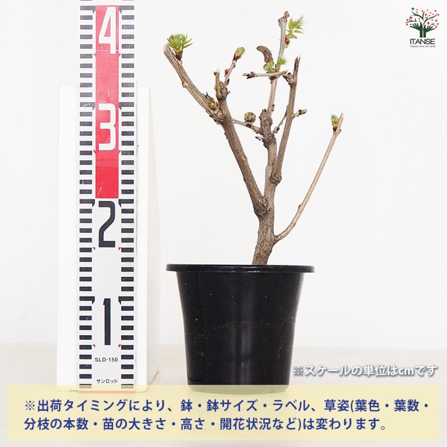一才藤 花木苗 5号/1個売り 花藤 いっさいふじ 初心者向け 育てやすい