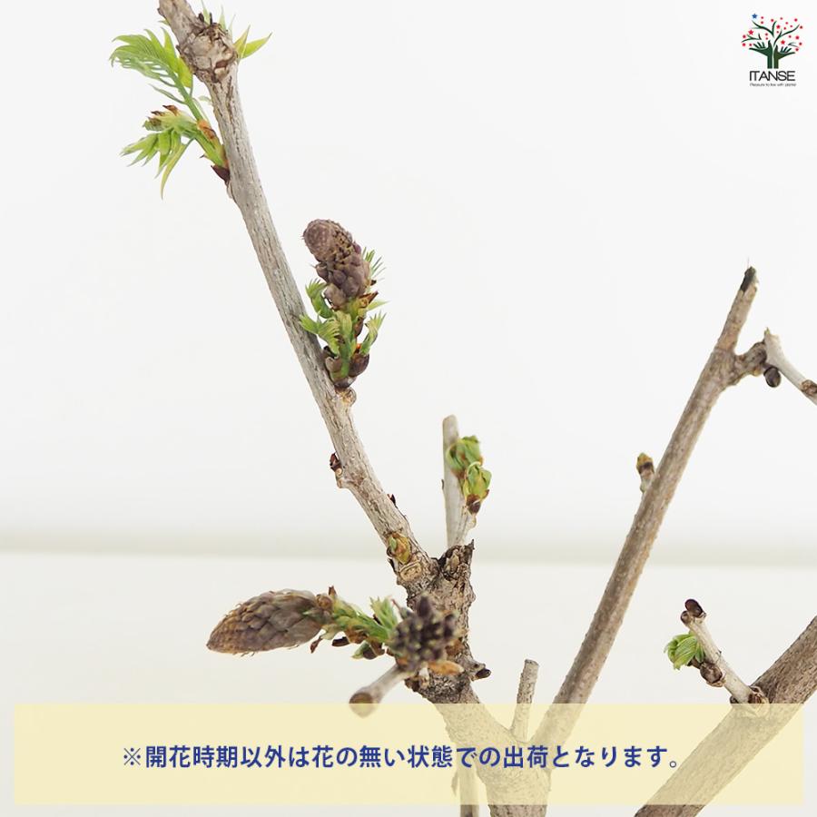 一才藤 花木苗 5号/1個売り 花藤 いっさいふじ 初心者向け 育てやすい