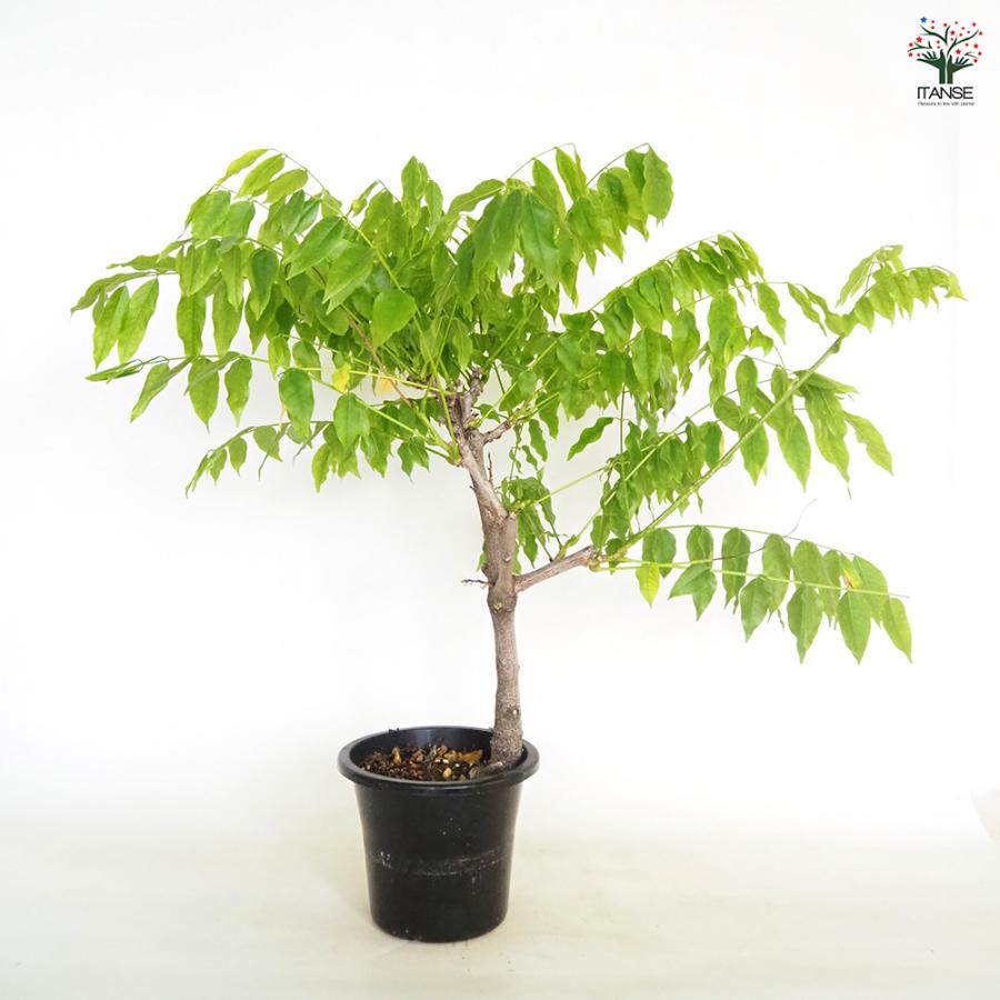 一才藤 花木苗 5号/1個売り 花藤 いっさいふじ 初心者向け 育てやすい