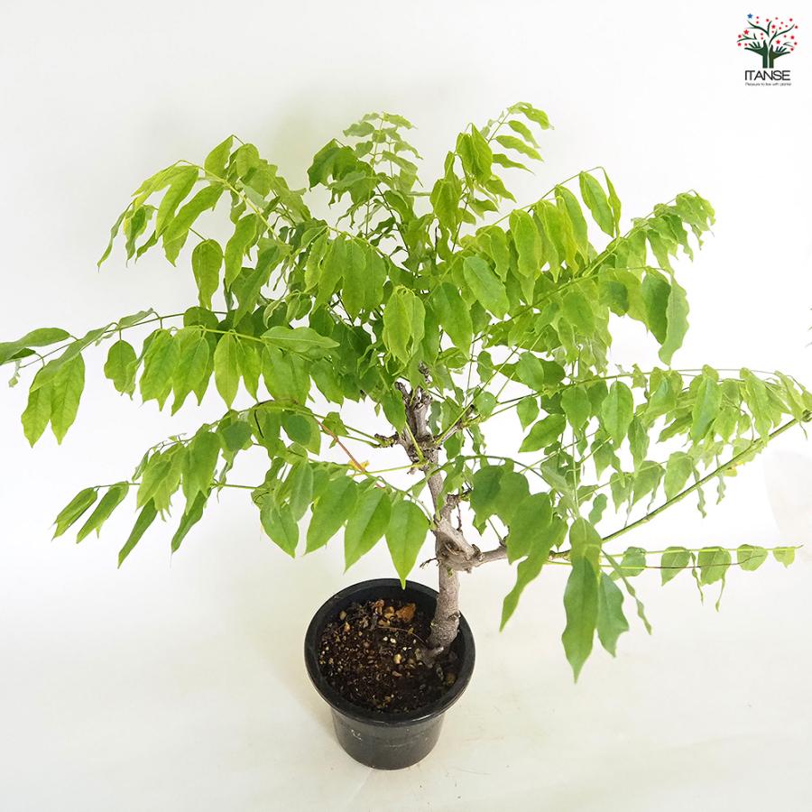 一才藤 花木苗 5号/1個売り 花藤 いっさいふじ 初心者向け 育てやすい