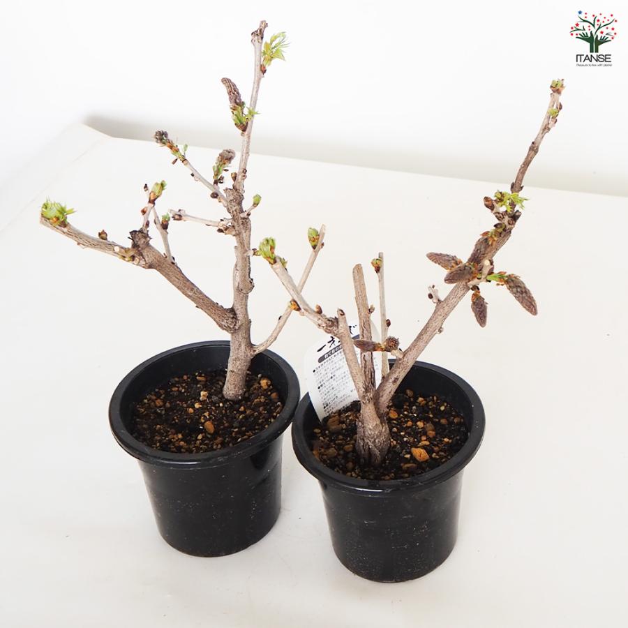 一才藤 花木苗 5号/1個売り 花藤 いっさいふじ 初心者向け 育てやすい