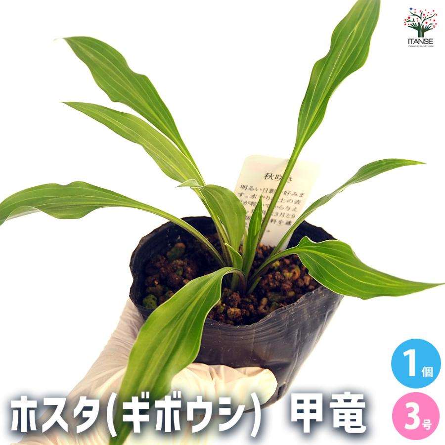 ホスタ(ギボウシ) 甲竜 花苗 3号/1個売り 宿根草 庭園 草花
