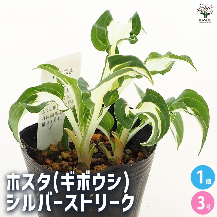 ギボウシ　　きくりんさん‼️ ホスタ(ギボウシ) シルバーストリーク 花苗 3号/1個売り 宿根草 庭園