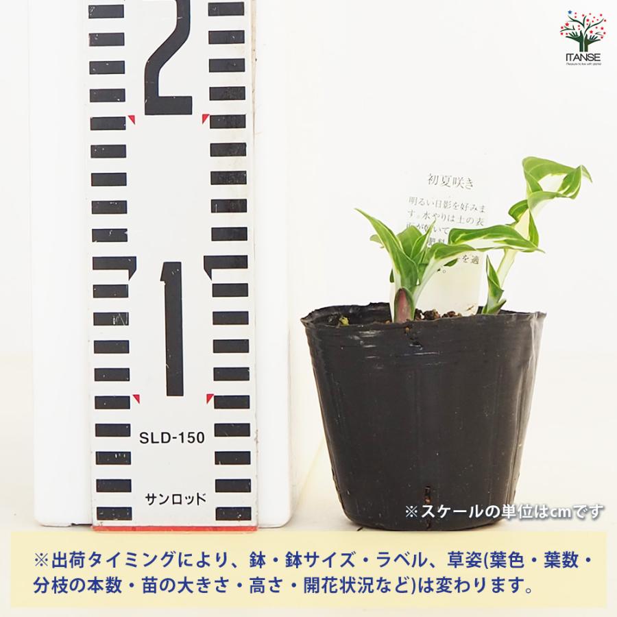 ホスタ(ギボウシ) シルバーストリーク 花苗 3号/1個売り 宿根草 庭園