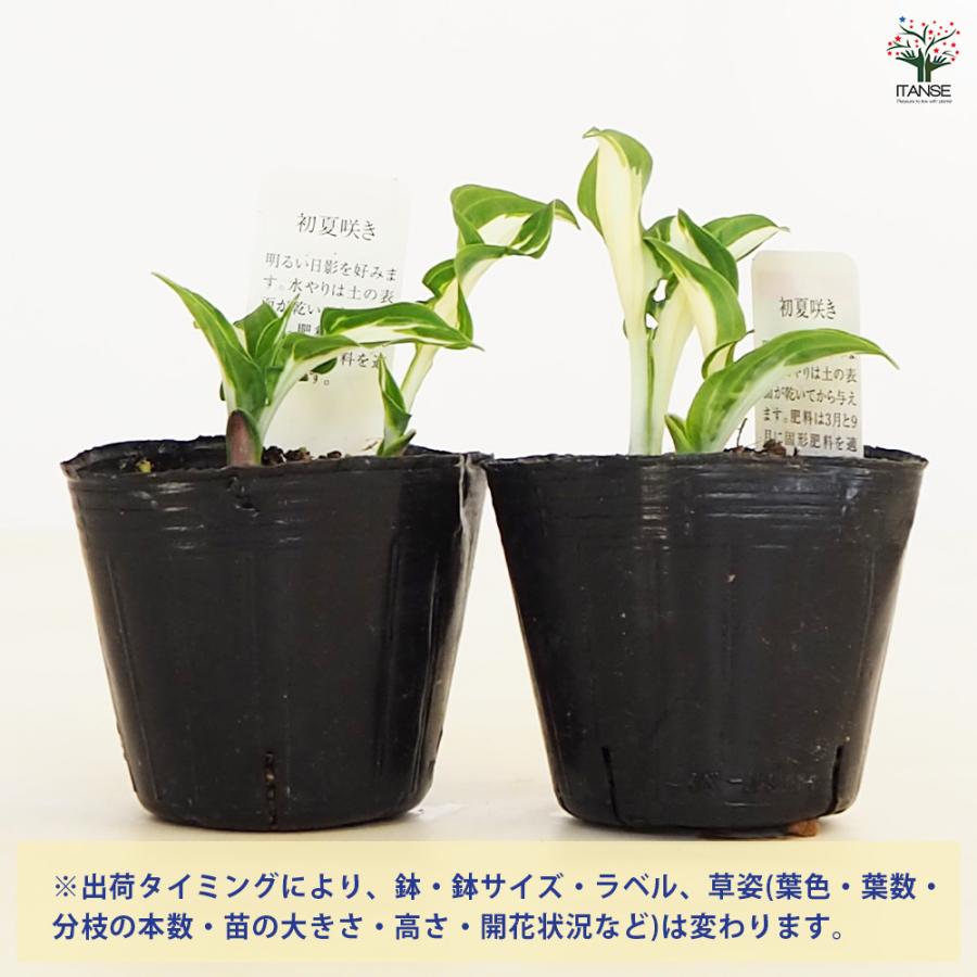 ホスタ(ギボウシ) シルバーストリーク 花苗 3号/1個売り 宿根草 庭園