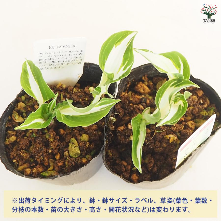 ホスタ(ギボウシ) シルバーストリーク 花苗 3号/1個売り 宿根草 庭園