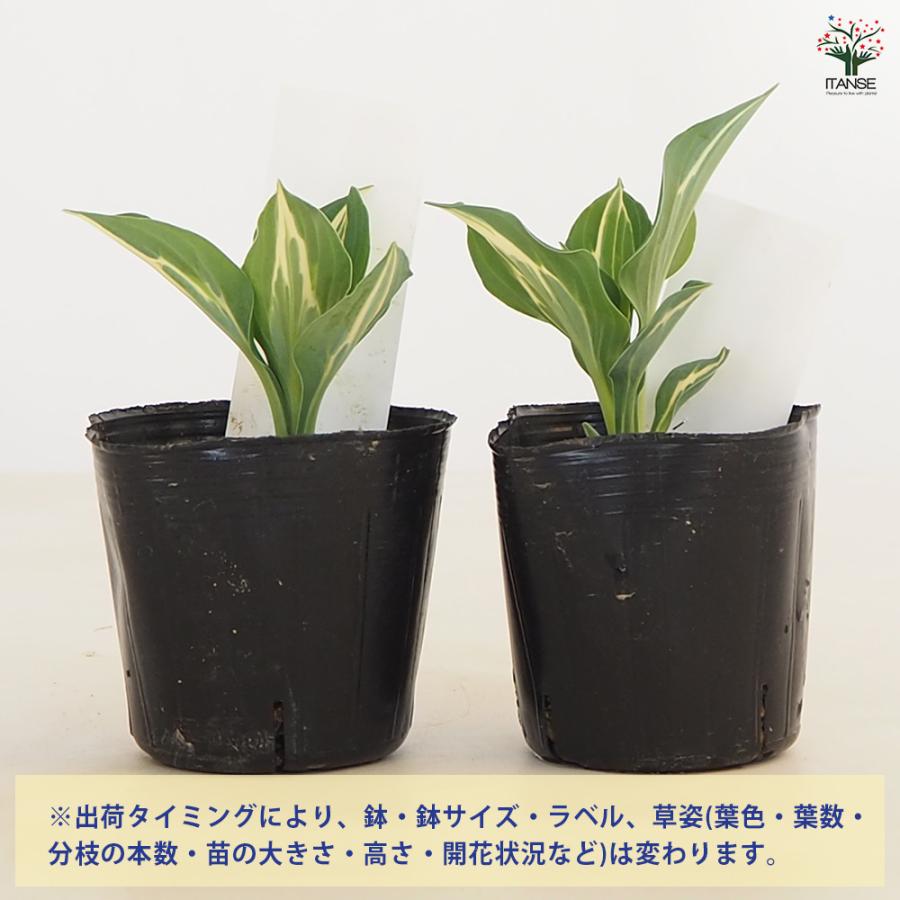 ホスタ(ギボウシ) キウィフルモンティ 花苗 3号/1個売り 宿根草 庭園