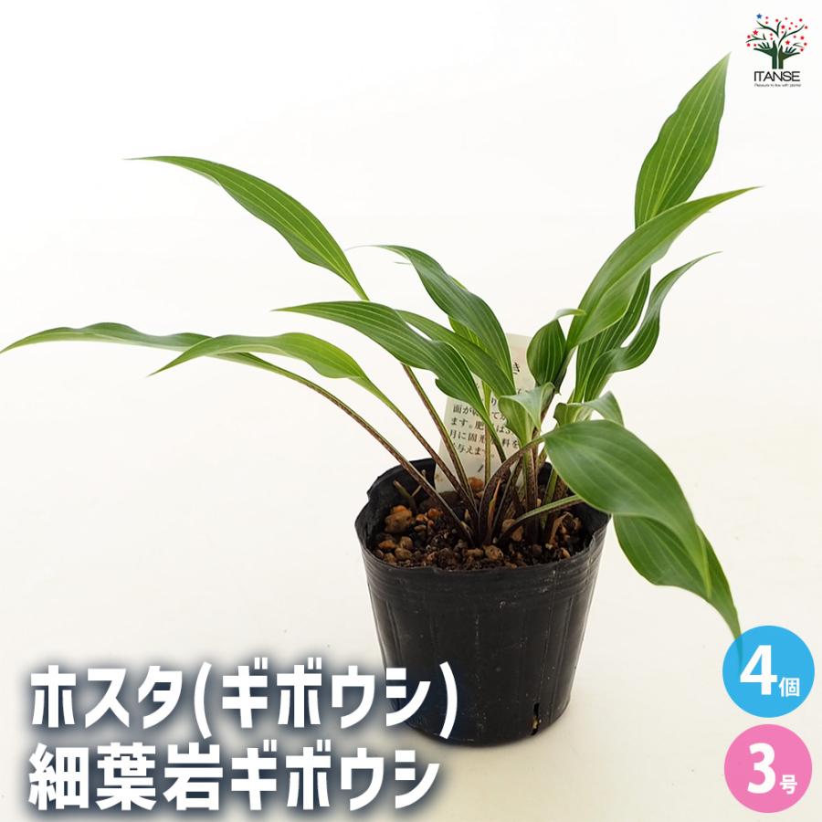 ホスタ(ギボウシ) 細葉岩ギボウシ 花苗 3号/お買い得4個セット 宿根草