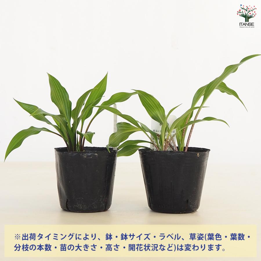 ホスタ(ギボウシ) 細葉岩ギボウシ 花苗 3号/お買い得4個セット 宿根草
