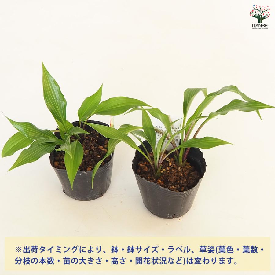 ホスタ(ギボウシ) 細葉岩ギボウシ 花苗 3号/お買い得4個セット 宿根草