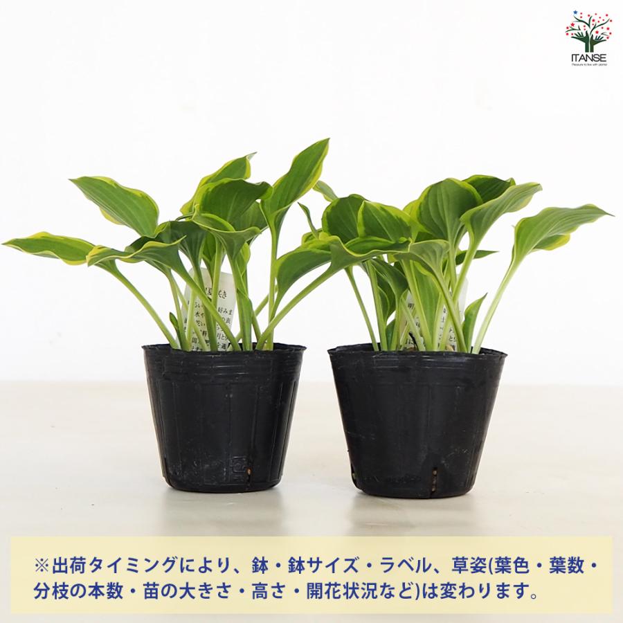 ホスタ(ギボウシ) ゴールデンティアラ 花苗 3号/お買い得4個セット 