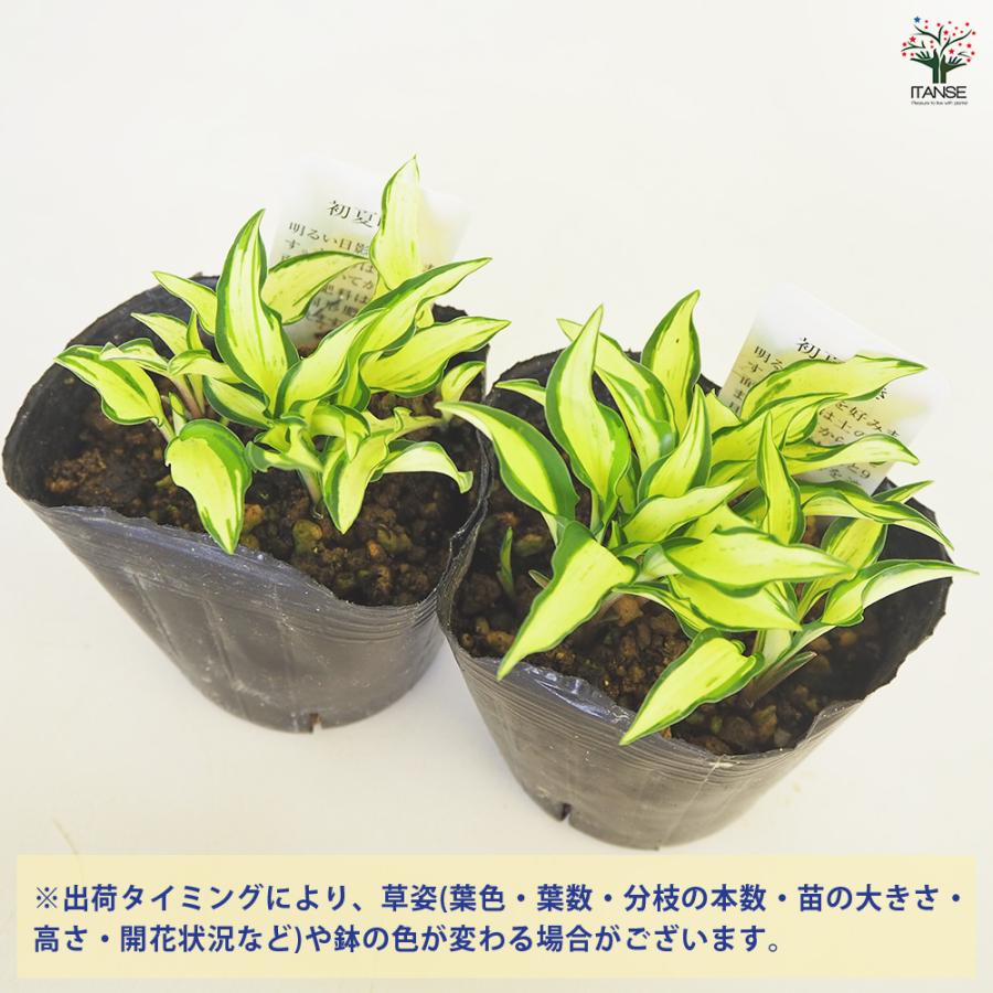 ホスタ(ギボウシ) 涼風(すずかぜ) 花苗 3号/お買い得2個セット 宿根草