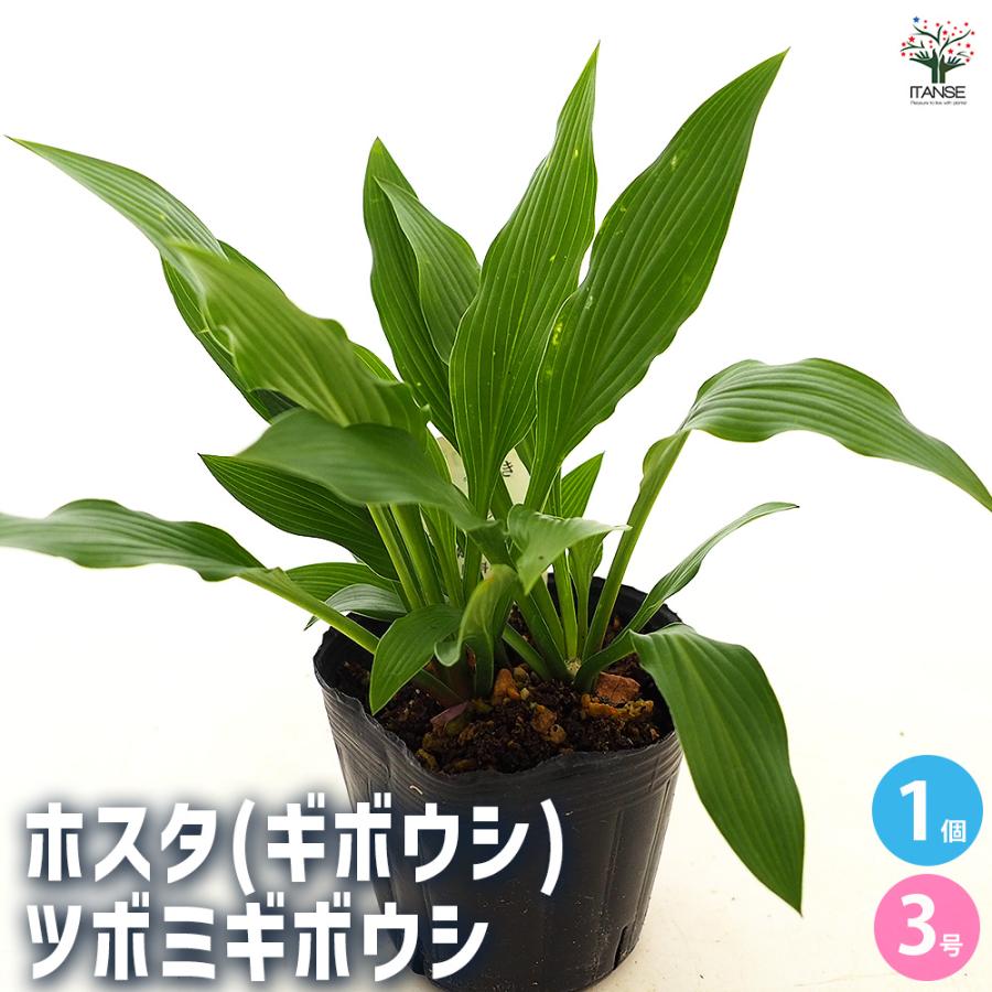 ホスタ(ギボウシ) ツボミギボウシ 花苗 3号/1個売り 宿根草 庭園 草花