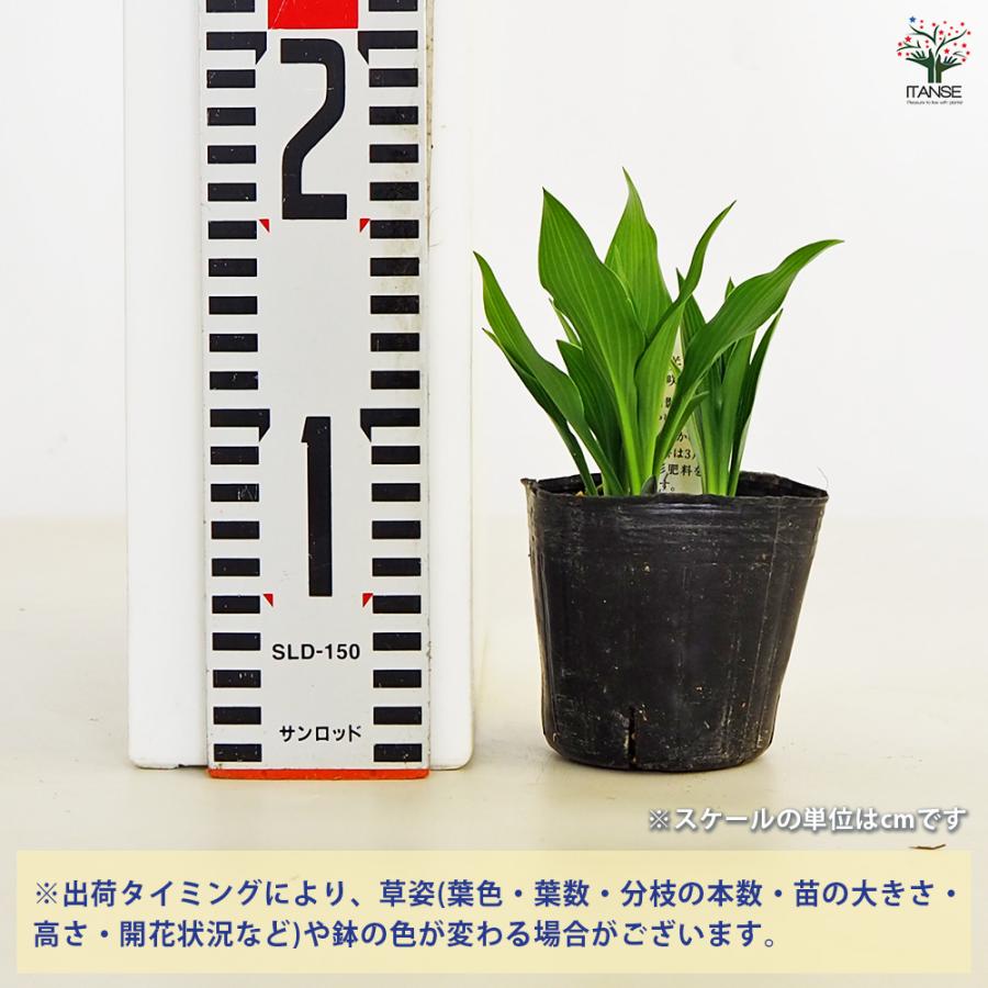 ホスタ(ギボウシ) ツボミギボウシ 花苗 3号/1個売り 宿根草 庭園 草花