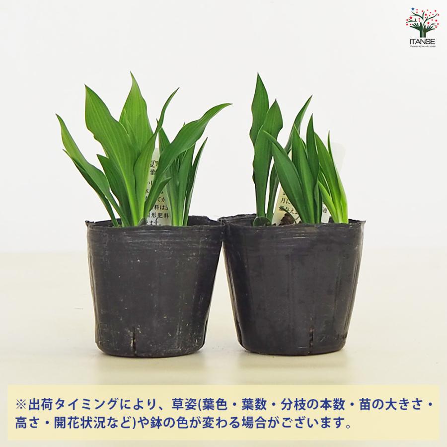 ホスタ(ギボウシ) ツボミギボウシ 花苗 3号/1個売り 宿根草 庭園 草花