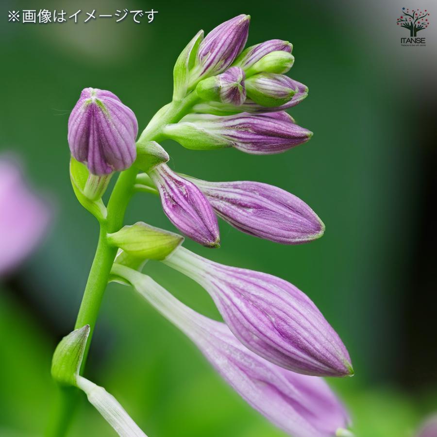 ホスタ(ギボウシ) ツボミギボウシ 花苗 3号/1個売り 宿根草 庭園 草花