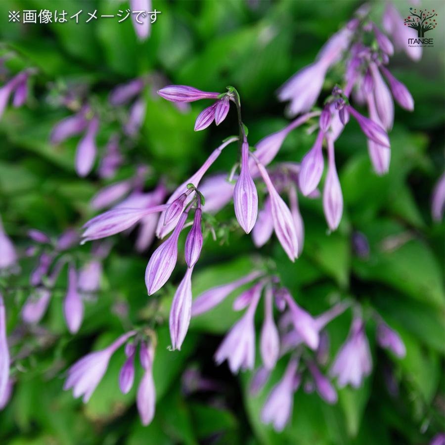 ギボウシ 苗 紫色の花 根付き　10苗 ホスタ(ギボウシ) ツボミギボウシ 花苗 3号/1個売り 宿根草 庭園 草花
